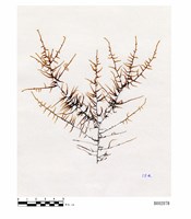 藏品(扭葉松羅苔)的圖片